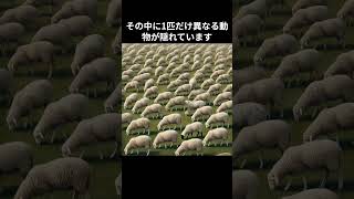 野原で草を食べる羊の群れから、1匹だけ違う動物を探せますか？ #違和感 #違いを見つける #違い #ショート #違う