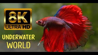 Under Red Sea 4K - Incredible Underwater World - Relaxation Video with Original Sound (NO LOOP)