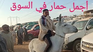 لن تصدق أسعار الحمير بسبب موسم كسر قصب السكر في الصعيد ١٦/ ١/ ٢٠٢٥م