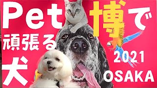 【マルチーズ】ペット博〜2021〜OSAKAで犬嫌い克服出来るか？！