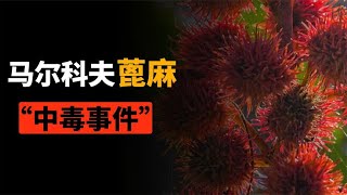 7mg即可致死，迄今没有解药，为什么蓖麻种植仍没被禁止？【科普小姐姐】