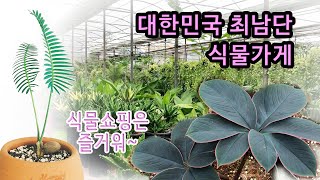 대한민국 최남단 식물가게 (제주 야자나라)