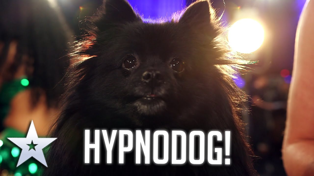 Dog Hypnotist I Audition I Bgt Series 9 Youtube
