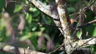 Ashy Tailorbird   Orthotomus ruficeps   Birds of the World