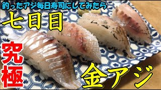 金アジを釣って７日間熟成して寿司を作ってみたらどうなるかやってみた！東京湾・黄金アジの行きつく先はこれだ【つり幸】