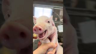 cute pig 😯#shorts #trending #viral #youtubeshorts #ytshorts #short #reels #funny #fyp #pig #tiktok