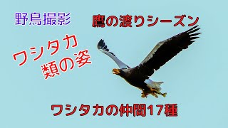 自然と野鳥を求めて　ワシタカ類の姿17種