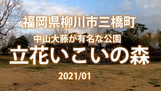 【故郷魅力発見・柳川編】樹齢約300年の「中山の大藤」で有名な中山熊野神社がある沖端川の畦に設けられた柳川市三橋町　立花いこいの森公園を散歩