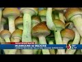 Statehouse bills push for study, legalization of magic mushrooms