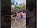 Adah Sharma Cute Moments With Deer #adahsharma #deer #viralvideo #trendingshorts #ytshorts #sumantv