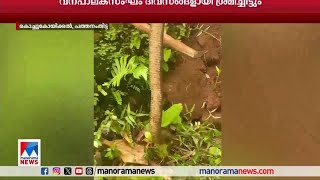 പത്തനംതിട്ടയില്‍ നിന്ന് രാജവെമ്പാലയെ പിടികൂടി വാവ സുരേഷ്||Snake| pathanamthitta