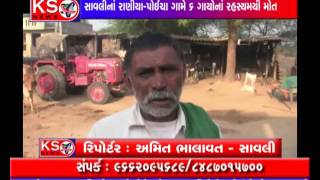 KSNEWS GUJARATI - 6 COW DEAD AT SAVLI