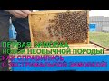 ПЕРВАЯ ЗИМОВКА НОВОЙ ПЧЕЛЫ как перенесли зимовку КОРДОВАН первый осмотр 🤔☝️🐝