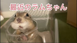 ラムちゃんです🐿️✨#84［リチャードソンジリス］