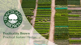 Practical Instant Hedge™ is premium quality mature hedging from Practicality Brown.