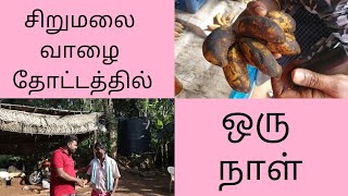 Sirumalai Hills/ Banana and Vegetable Farm/ Explored by Sivani's Family