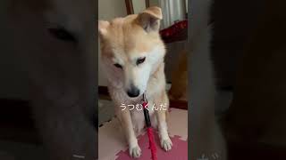 鏡の前で自分の姿を確かめるゆずちゃん　柴犬ミックス犬 #柴犬 #雑種犬