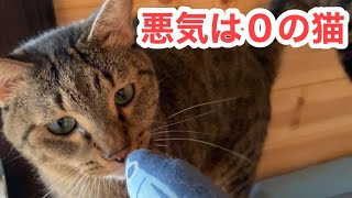 ヤンチャすぎる猫がいると台所が綺麗になります