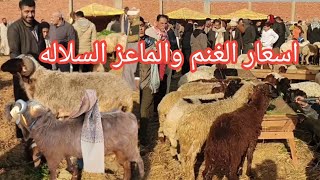 اسعار الغنم الانيه والوالده والعشر والماعز السلاله الكلهاري بارضيه السوق بالجزء الاول بسوق الزقازيق👉