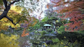 東京日比谷公園のすっかり色付いた紅葉∼雲形池編2∼