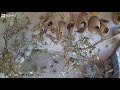 zebra finch aviary live 03112020 am