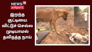 இறந்த குட்டி மீது ஈ கூட அண்டவிடாமல் பார்த்த நாய் - பார்ப்போரை உருகச் செய்தது