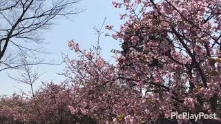 稲葉山  牧場 展望広場  散歩 桜、富山県