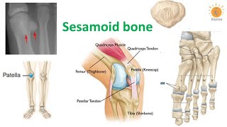 What is bone and its main types,functions, blood supply of bone