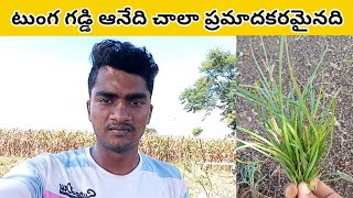 తుంగ గడ్డి (నట్ గడ్డి) చాలా ప్రమాదకరం || తెలుగులో వివరించబడింది || మధు భారతీయ అధికారి