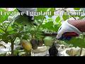 Creative Gardening | Grow & Eat Exclusive Fresh | Harvesting & Cooking Eggplant Varieties Every Week