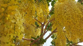 Cassia fistula / Golden shower, / Indian laburnum, or Amaltas 🌼 बहावा (कर्णिकार)