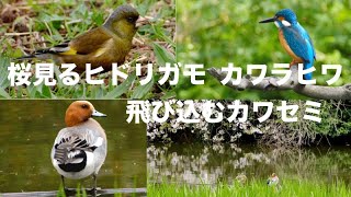 野鳥撮影 桜見るヒドリガモ 飛び込むカワセミ カワラヒワもいるよ 水元公園 XF70-300㎜