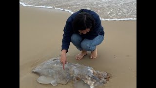 北京夫妻自驾海陵岛：海滩上大海蜇无人捡！转了两个地方没什么意思