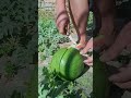 Cut open organic watermelon in melon field #Satisfying #shorts