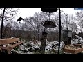 live new england winter snow bird watching feeder cam woodpeckers titmice cardinals..01 11 2025