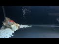 gulper catfish live feeding