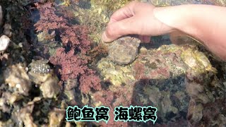 大海退潮后，小郑赶海运气大爆发，成群海螺、鲍鱼捡过瘾，发财啦