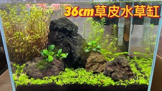 36cm客製化水草缸 | 36cm TANK  | Planted Aquariums