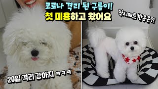 코로나 때문에 같이 격리 된 구름이! 첫 미용하고 왔어요 ㅋㅋㅋ 어떻게 변신 했을까요? 착시매트 반응까지! 흔한 가족 일상 반려견 키우기 | 말이야와친구들