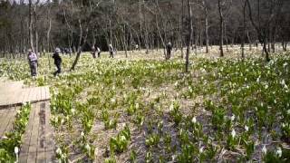 五泉市「水芭蕉公園」