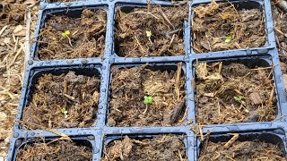 Planting (Sparkler) Radishes 5/2/23 🌱🌱🌱