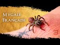 LA MYGALE A CHAUSSETTE  : TOUT SAVOIR - (Documentaire Animalier)