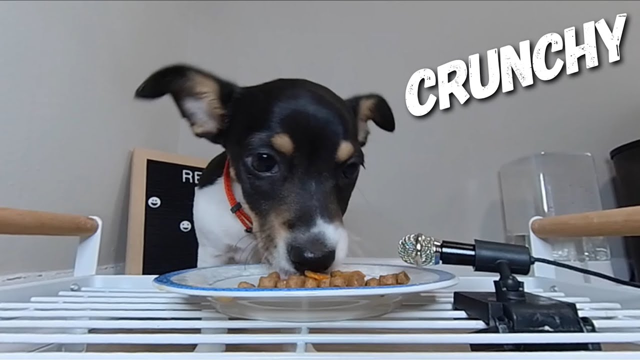 Puppy Asmr Eating ёяшн Youtube