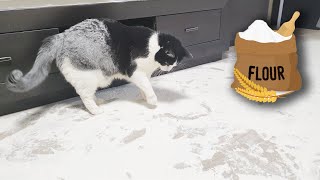 Cat in Flour. His Reaction