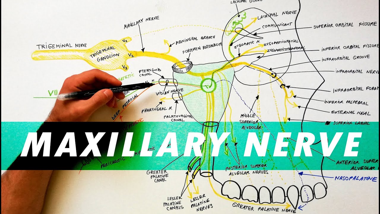 Maxillary Nerve