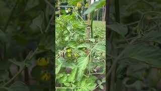 Sugary Tomato Plant. 🍅