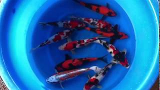 35 40cm Nisai Japanese Koi From Marusei Koi Farm