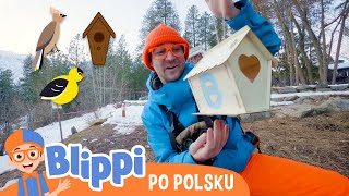 Obserwujemy ptaki | Blippi po polsku | Nauka i zabawa dla dzieci