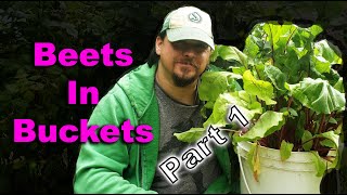 How To Grow Beets In Buckets - Part 1