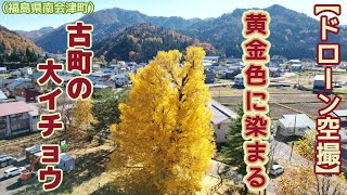 【ドローン空撮】黄金色に染まる大木 古町の大イチョウ（福島県南会津町）